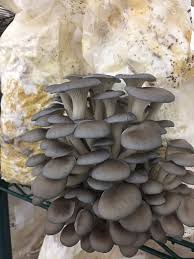 Grey Oyster Spawn